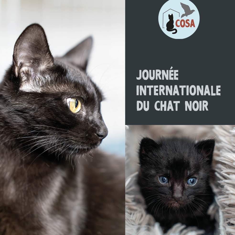 Journée internationale du chat noir ! - Fondation Assistance aux