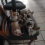 Les six chatons ensemble